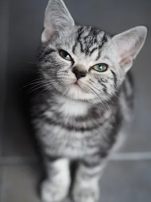 Купить британского котенка в Минске, продажа котят. Сколько стоит британская  короткошерстная?