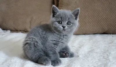 Голубые британские котята (63 лучших фото)