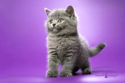 Гигантского кота-манула хозяйке приюта выдали за британского котенка -  YouTube
