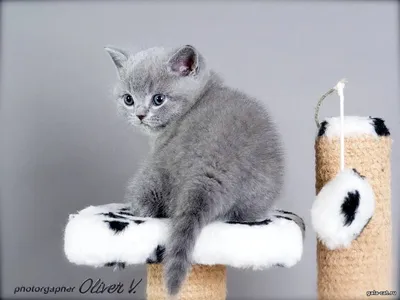 Голубой британский кот | Британские котята GALA-CAT | Дзен