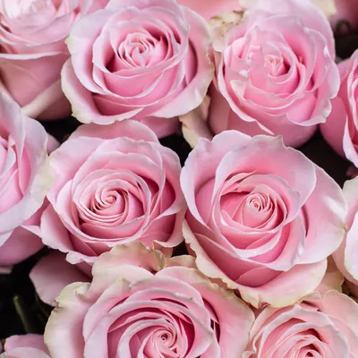 Шикарный нежный букет Розовый шейк из розовых роз купить с доставкой