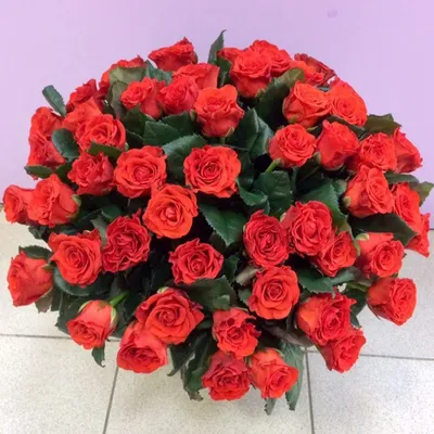 Букет алых роз 51 шт, Flowers \u0026 Gifts Podolsk, buy at a price of 9500 RUB,  Mono Bouquets on Cvety with delivery | Flowwow
