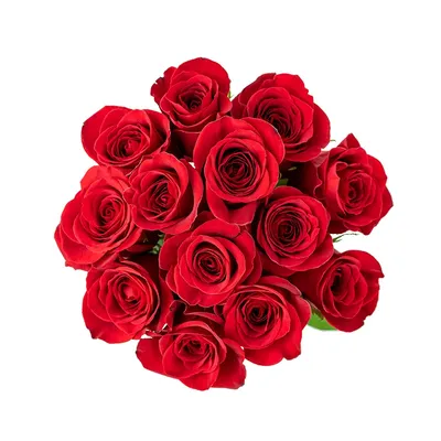 Купить 13 метровых роз \"красный бархат\" в Новокузнецке с доставкой