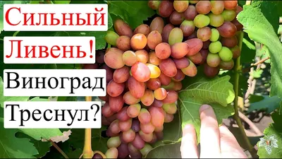 Укорененные отростки винограда Кеша .: 50 грн. - Сад / огород Подольск на  Olx