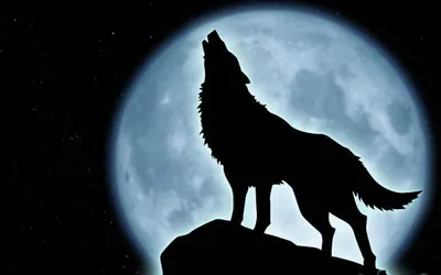 Волка воющего на луну фото
