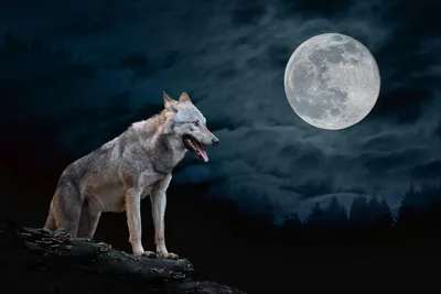 Почему волки воют на Луну | Вокруг Света
