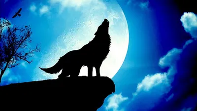 Почему волки воют на луну – легенды и реальности | APochemu.ru | Дзен