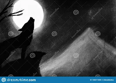 Черно-белая иллюстрация волка, воющего на луну Иллюстрация штока -  иллюстрации насчитывающей иллюстрация, завывать: 166071606