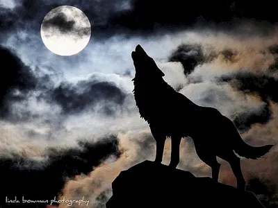 Волк воет на луну (73 лучших фото)