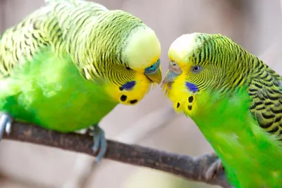 Как разводить волнистых попугаев в домашних условиях? Личный опыт |  Животные | ШколаЖизни.ру