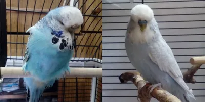Размножение волнистых попугаев, часть 1 | Пикабу
