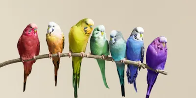 Все цвета волнистых попугаев | Смотреть 22 фото бесплатно