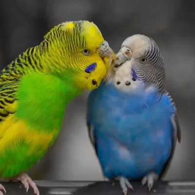 Волнистый попугай – виды, уход и содержание в домашних условиях  Parrotologia.com