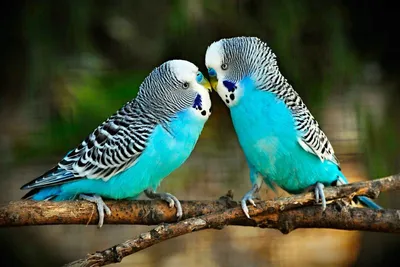А вы понимаете волнистых попугайчиков? | МанкиБлог | Дзен