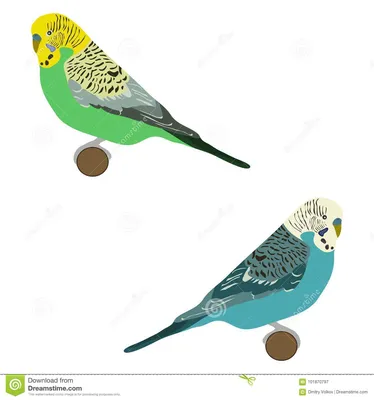 Волнистый попугай, комплект волнистых попугаев, птица Иллюстрация штока -  иллюстрации насчитывающей цветасто, конструкция: 101870797