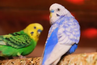34 волнистых попугая поселились в Иркутском зоосаде - IrkutskMedia