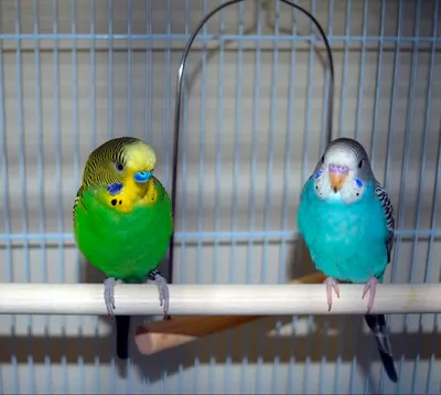 Волнистый попугай: описание, содержание и уход, сколько живут