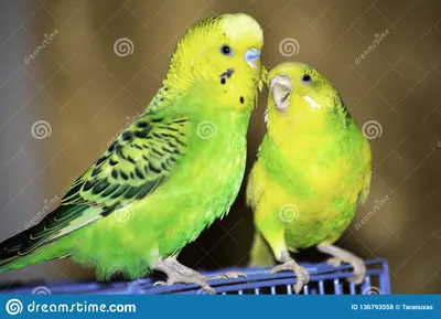 2 волнистых попугая сидят на клетке Стоковое Фото - изображение  насчитывающей ñ†ð²ðµñ‚, ð·ðµð»ðµð½ñ‹ð¹: 136793558