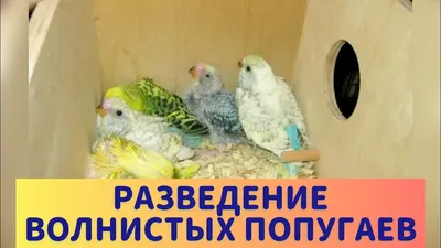 РАЗВЕДЕНИЕ ВОЛНИСТЫХ ПОПУГАЕВ - YouTube