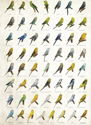 Волнистые попугайчики. Фото, звуки, как разговаривают, поют, виды, окрасы,  родина, где обитают белые, фиолетовые, желтые, розовые, разноцветные