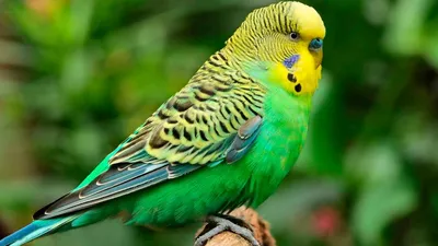 Волнистый попугай – говорливый тенор. Описание и фото волнистых попугайчиков