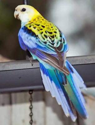 Окрасы волнистых попугаев | Смотреть 45 фото бесплатно
