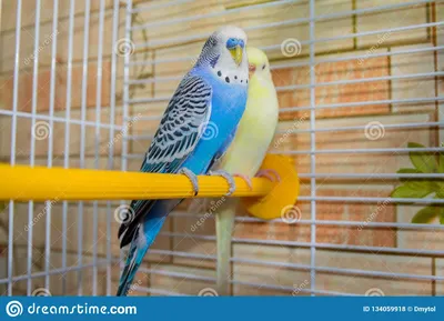 Пары волнистых попугаев в клетке Стоковое Фото - изображение насчитывающей  ð¸ñ†ð¸ð½ñ ðºoð¹, ð°: 134059918