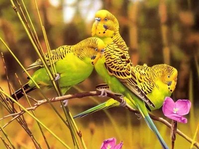 Где живут волнистые попугаи в природе