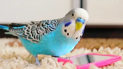 Как понять язык волнистых попугаев | Птица дома | Дзен