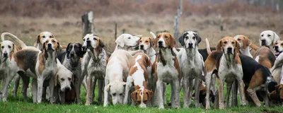 Гончие собаки 🐕 — 7 пород собак с описанием, фото и советами по уходу —  ProPlan.ru