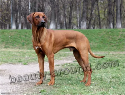 Продам щенков эстонской гончей - Новосибирская область - Hunting dog