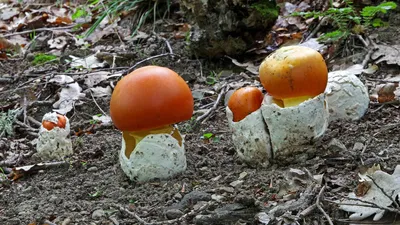 Съедобные грибы в Краснодарском крае 2023: где и какие грибы собирать в  августе, сентябре и октябре, фото и названия