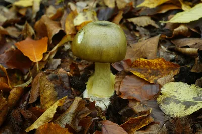 Ядовитые грибы Кубани - 40 фото