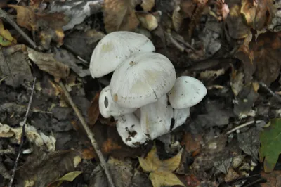 Октябрьские грибы Краснодарского края / Съедобные грибы, ягоды, травы