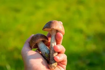 Какие грибы в Геленджике? Виды грибов распространенные в районе
