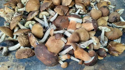 В окрестностях Анапы начался грибной сезон. Где и что растет?