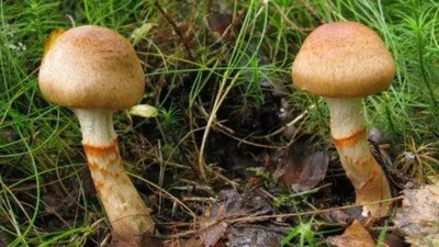 В Краснодарском крае началась тихая охота: есть первые жертвы среди  любителей грибов – Новости Новороссийска
