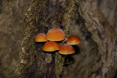 Ярко-красные грибы-блюдечки и зимние опята выросли в лесах Сочи