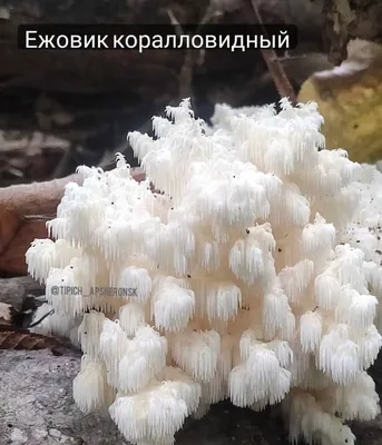 В Краснодарском крае нашли краснокнижный гриб