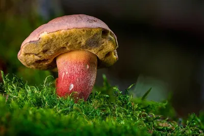 Какие грибы в Геленджике? Виды грибов распространенные в районе