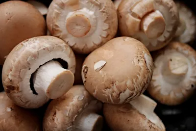 Крупный кубанский производитель грибов завершил 2020г. с убытком — РБК