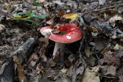 Древесные грибы Краснодарского края - 44 фото