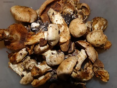 Закончился сезон сбора грибов в Анапе, грибы в Анапе растут сейчас на  Куматыре и Гостагае