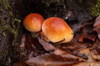Съедобные грибы Краснодарского края - фото и картинки: 65 штук