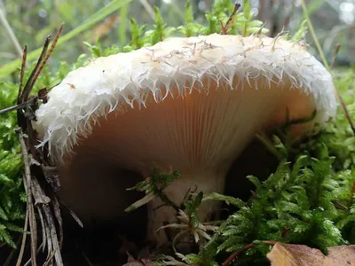 Груздь настоящий (Lactarius resimus) фото и описание