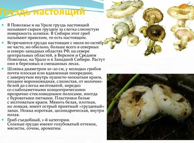 Гриб белый груздь: описание, фото, похожие грибы, отличия