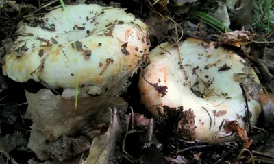 Гриб белый груздь: описание, фото, похожие грибы, отличия