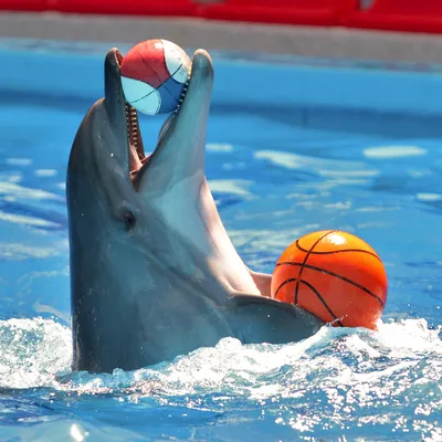 Дельфинов в дельфинарии фото
