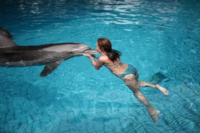 Дельфинарий в Кемере: фото, видео, описание, как добраться - 2023