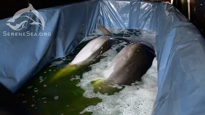 Впервые дельфины спасены из передвижного дельфинария | Пикабу